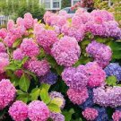 Hydrangea seeds potted balcony planting is simple 100 PCS Seeds