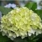 Hydrangea seeds potted balcony planting is simple 100 PCS Seeds