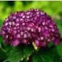 Hydrangea seeds potted balcony planting is simple 100 PCS Seeds