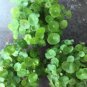 Hydrocotyle Vulgaris 100 PCS Seeds