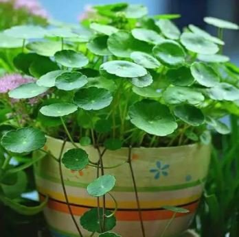 Hydrocotyle Vulgaris Aquatic Plants Money Grass Coins Grass Bonsai 30 PCS Seeds