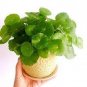 Hydrocotyle Vulgaris Aquatic Plants Money Grass Coins Grass Bonsai 30 PCS Seeds