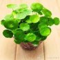 Hydrocotyle Vulgaris Aquatic Plants Money Grass Coins Grass Bonsai 30 PCS Seeds
