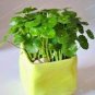 Hydrocotyle Vulgaris Aquatic Plants Money Grass Coins Grass Bonsai 30 PCS Seeds