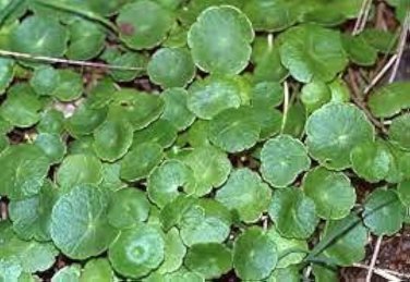 Hydrocotyle Vulgaris 100 PCS Seeds