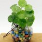 Hydrocotyle Vulgaris 100 PCS Seeds