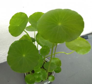 Hydrocotyle Vulgaris Aquatic Plants Money Grass Coins Grass Bonsai 30 PCS Seeds