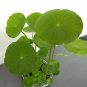 Hydrocotyle Vulgaris Aquatic Plants Money Grass Coins Grass Bonsai 30 PCS Seeds