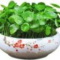 Hydrocotyle Vulgaris Aquatic Plants Money Grass Coins Grass Bonsai 30 PCS Seeds