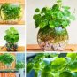 Hydrocotyle Vulgaris Aquatic Plants Money Grass Coins Grass Bonsai 30 PCS Seeds