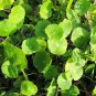 Hydrocotyle Vulgaris Potted Hydroponics Flower Aquarium Plants 100 PCS Seeds