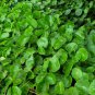 Hydrocotyle Vulgaris Potted Hydroponics Flower Aquarium Plants 100 PCS Seeds