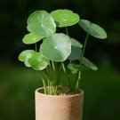 Hydroponics Flower Aquarium Grass Plants Penny Grass Bonsai 100 PCS Seeds