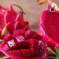 Hylocereus Undatus Red Dragon Fruit 15 PCS Seeds