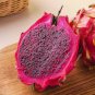 Hylocereus Undatus Red Dragon Fruit 15 PCS Seeds