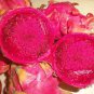 Hylocereus Undatus Red Dragon Fruit 15 PCS Seeds