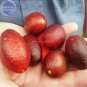 Ice Pink Finger Fruit Lime 20 PCS Seeds