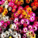 Ice Plant Mesembryanthemum Daisy Mixed 20 PCS Seeds