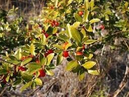 Ilex vomitoria Yaupon Holly Tree 120 PCS Seeds