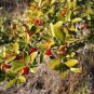 Ilex vomitoria Yaupon Holly Tree 120 PCS Seeds