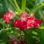 Impatiens Balsam Garden Balsamina Touch Me Not Flower 35 PCS Seeds