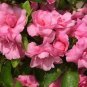 Impatiens Balsam Garden Balsamina Touch Me Not Flower 35 PCS Seeds
