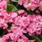 Impatiens Balsam Garden Balsamina Touch Me Not Flower 35 PCS Seeds