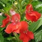 Impatiens Balsamina Red Garden Balsam 100 PCS Seeds
