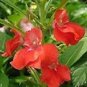 Impatiens Balsamina Red Garden Balsam 100 PCS Seeds