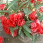 Impatiens Balsamina Red Garden Balsam 100 PCS Seeds