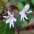 Impatiens Bequaertii Seeds Beautify Dancing Girl Orchid Flower 50 PCS Seeds