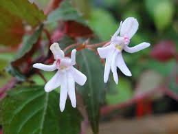 Impatiens Bequaertii Seeds Beautify Dancing Girl Orchid Flower 50 PCS Seeds