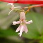 Impatiens Bequaertii Seeds Beautify Dancing Girl Orchid Flower 50 PCS Seeds