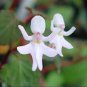 Impatiens Bequaertii Seeds Beautify Dancing Girl Orchid Flower 50 PCS Seeds