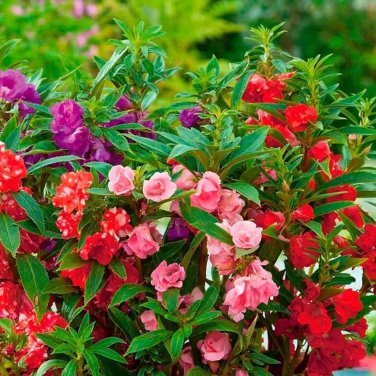 Impatiens Mixed Rosebud Blooms Flower 20 PCS Seeds
