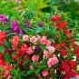 Impatiens Mixed Rosebud Blooms Flower 20 PCS Seeds