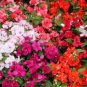 Impatiens Mixed Rosebud Blooms Flower 20 PCS Seeds