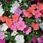 Impatiens Mixed Rosebud Blooms Flower 20 PCS Seeds