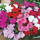 Impatiens Walleriana Tempo Wedgewood 20 PCS Seeds