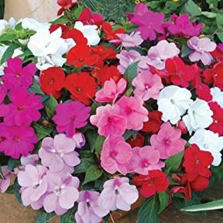 Impatiens Walleriana Tempo Wedgewood 20 PCS Seeds