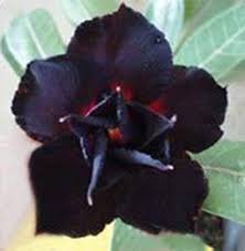 Imported 'Black Swan' Adenium Desert rose 2 PCS Seeds