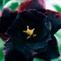Imported 'Black Swan' Adenium Desert rose 2 PCS Seeds
