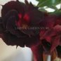 Imported 'Black Swan' Adenium Desert rose 2 PCS Seeds