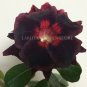Imported 'Black Swan' Adenium Desert rose 2 PCS Seeds