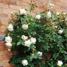 Imported 'Claire Austin' Rare White Shrub Rose Flower 50 PCS seeds Imported 'Claire Austin' Rare White Shrub Rose Flower 50 PCS seeds