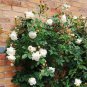 Imported 'Claire Austin' Rare White Shrub Rose Flower 50 PCS seeds