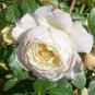 Imported 'Claire Austin' Rare White Shrub Rose Flower 50 PCS seeds