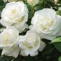 Imported 'Claire Austin' Rare White Shrub Rose Flower 50 PCS seeds