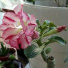 imported 'Color Bell' Adenium Desert rose 2 PCS Seeds