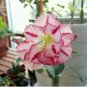 imported 'Color Bell' Adenium Desert rose 2 PCS Seeds